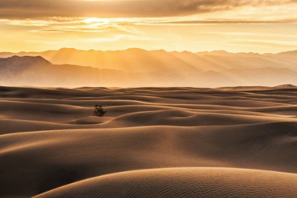 Picture of GOLDEN RAYS OVER SAND DUNES