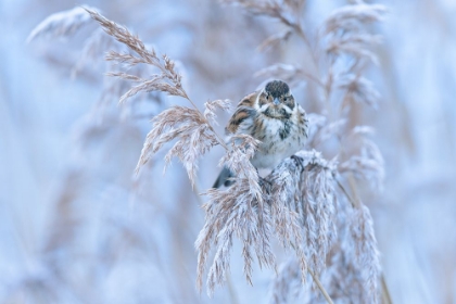 Picture of REED BUNTING