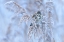 Picture of REED BUNTING