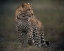 Picture of SPOTS