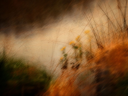 Picture of SPRING