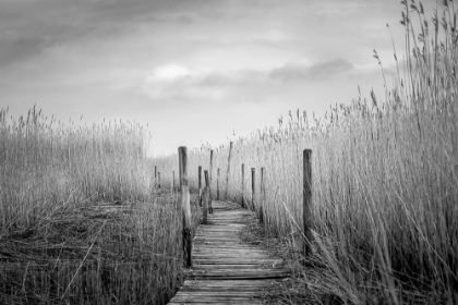 Picture of THE PLANK BRIDGE