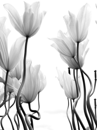 Picture of TULIPS