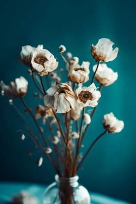 Picture of WHITE FLOWERS ON TURQUOISE BACKGROUND
