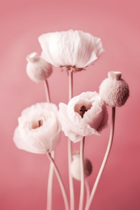 Picture of WHITE POPPY ON PINK BACKGROUND