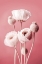 Picture of WHITE POPPY ON PINK BACKGROUND