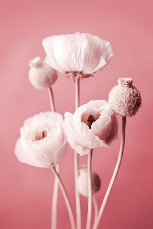 Picture of WHITE POPPY ON PINK BACKGROUND
