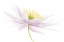Picture of NEMOROSA