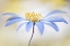 Picture of ANEMONE