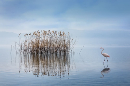 Picture of VOLVI LAKE