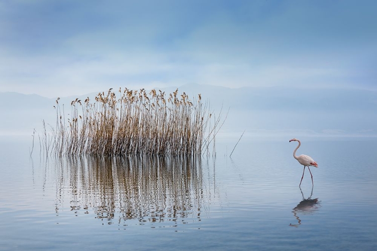 Picture of VOLVI LAKE