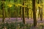 Picture of BLUEBELL WOODLAND