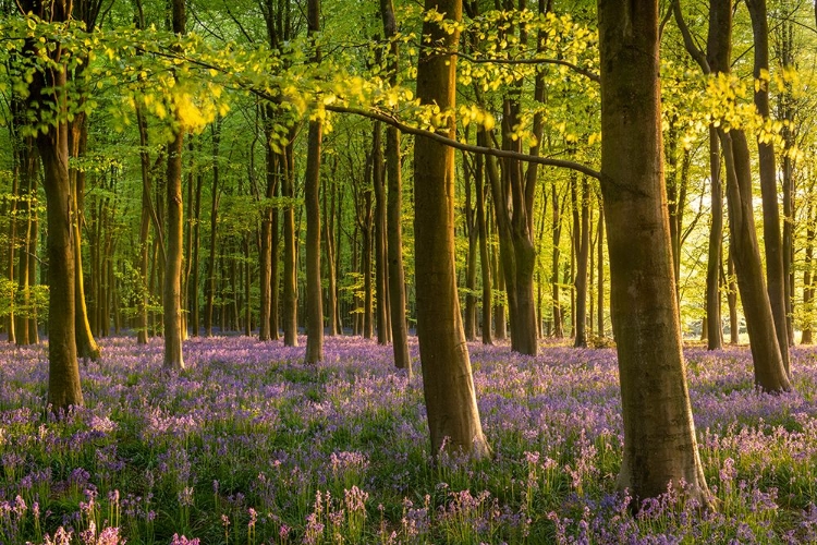 Picture of BLUEBELL WOODLAND