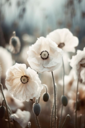 Picture of WHITE POPPY FIELD NO 1
