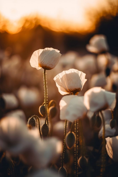 Picture of WHITE POPPY FIELD NO 2