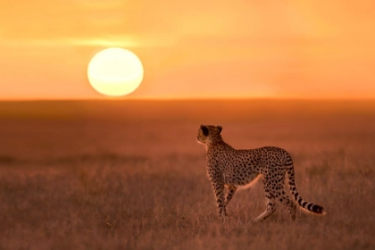 Picture of NEW DAY IN MARA PLAINS