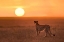 Picture of NEW DAY IN MARA PLAINS