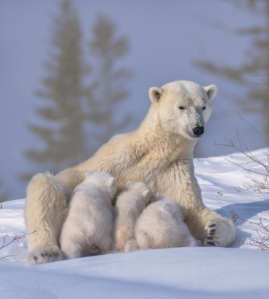 Picture of POLAR BEAR MUM AND TRIPLET