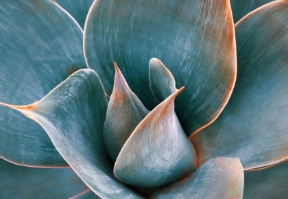 Picture of AGAVE ABSTRACT IN SPRING