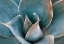 Picture of AGAVE ABSTRACT IN SPRING