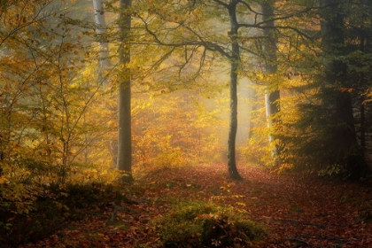 Picture of AUTUMN TREES