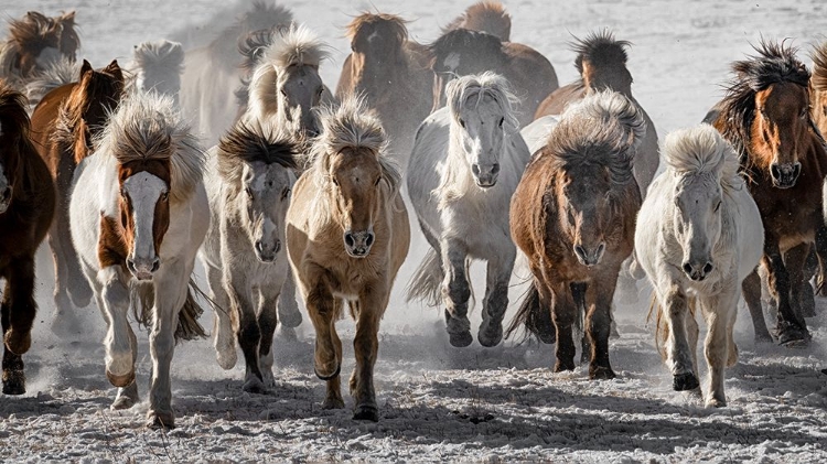 Picture of MAD HORSES