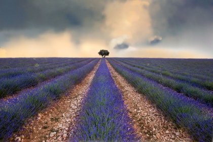 Picture of LAVENDER FIELD