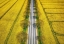 Picture of SPRING