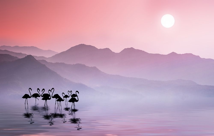 Picture of FLAMINGOS SUNSET