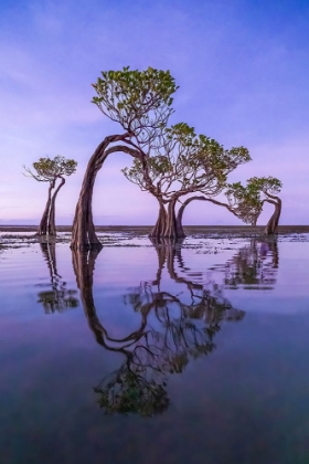 Picture of DANCING TREES