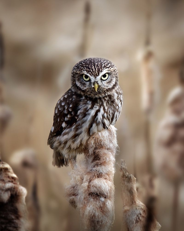 Picture of RESTING ON THE REED