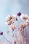 Picture of PASTEL DRY FLOWERS NO 4