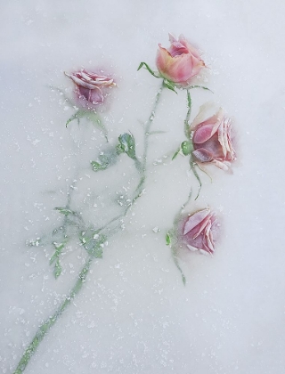 Picture of ROSES AMONG THE ICE.