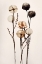 Picture of GLASS BALL FLOWERS