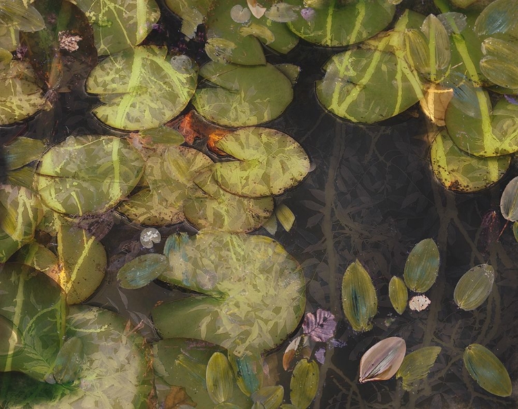 Picture of POND PLANTS