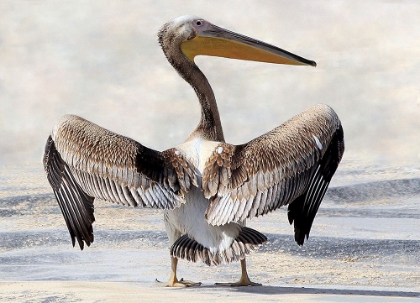 Picture of PELICANS WINGSPAN