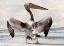Picture of PELICANS WINGSPAN