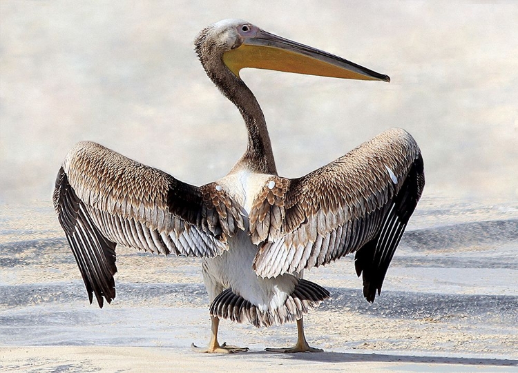 Picture of PELICANS WINGSPAN