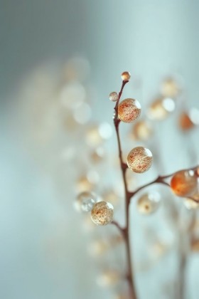 Picture of GLASSY BERRIES