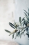 Picture of OLIVES