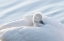 Picture of BABY SWAN