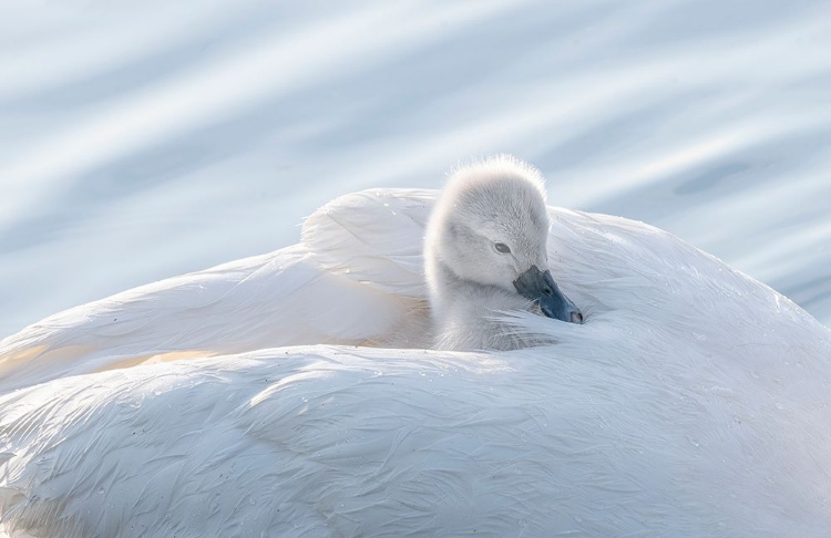 Picture of BABY SWAN