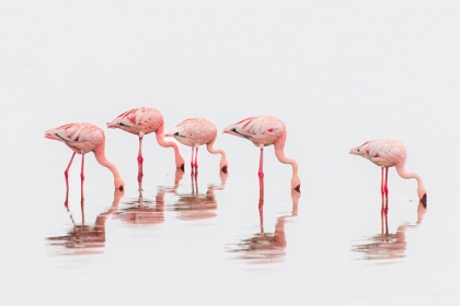 Picture of FLAMINGOS IN THE MIST