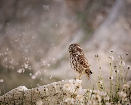 Picture of OWL AND DANDELIONAAS PARACHUTES