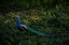 Picture of IRIDESCENCE