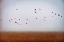 Picture of FREEDOM