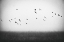 Picture of FREEDOM