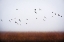 Picture of FREEDOM