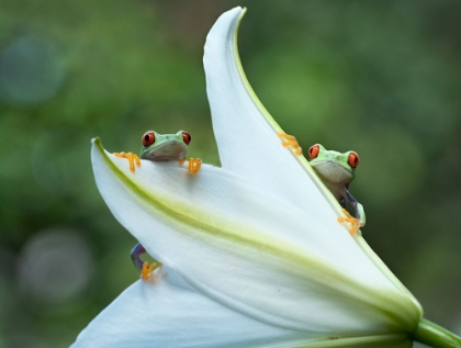 Picture of TWO FROGS