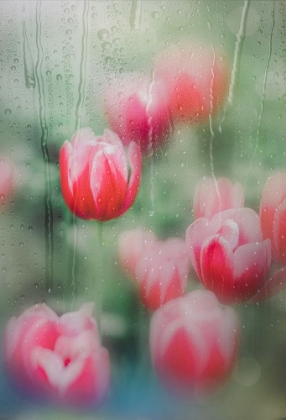 Picture of TULIPS, THE GRACE